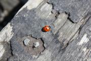 Ladybird exploring near Alva House