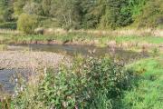  Himalayan Balsam might be pretty but it REALLY damages the banks of the river