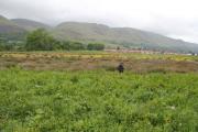 Liz inspecting the flora at the site of the new wetland