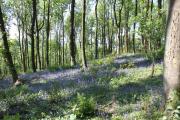 Ochils Woodland Park